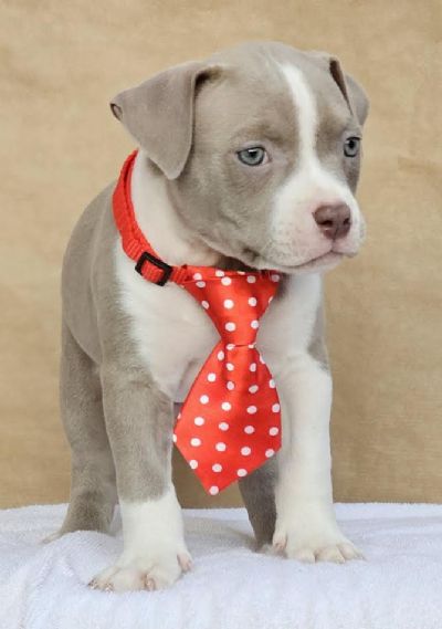 American bully pocket